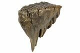 Fossil Woolly Mammoth Molar - Nice Roots #235038-3